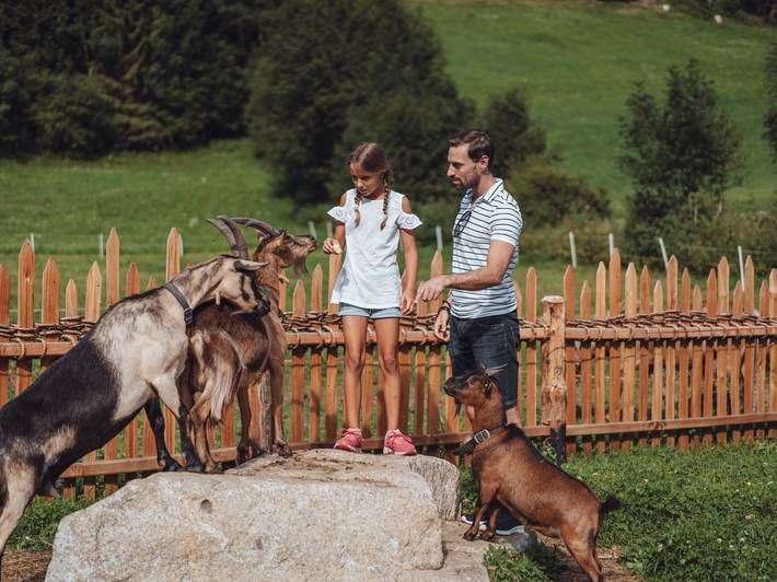 Petting zoo in South Tyrol – fluffy fun Petting zoo in South Tyrol – fluffy fun