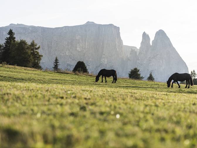 Equitazione per bambini in Alto Adige Equitazione per bambini in Alto Adige
