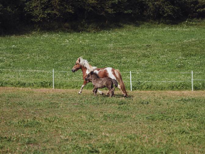 Equitazione per bambini in Alto Adige Equitazione per bambini in Alto Adige