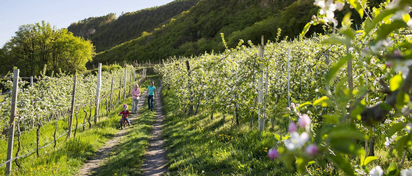 Südtirol, den Süden und seine Highlights entdecken Südtirol, den Süden und seine Highlights entdecken