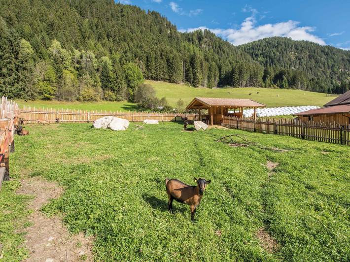 Recinto di animali selvatici in Alto Adige Recinto di animali selvatici in Alto Adige