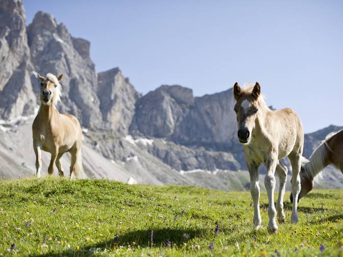 Equitazione per bambini in Alto Adige Equitazione per bambini in Alto Adige