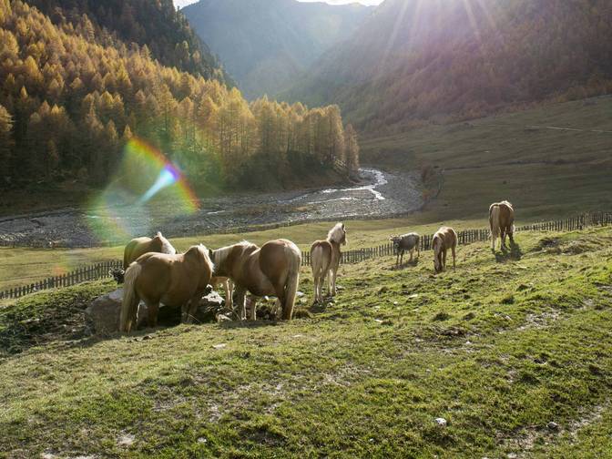 Equitazione per bambini in Alto Adige Equitazione per bambini in Alto Adige